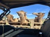 Three camels stand behind a wooden fence, viewed from inside a vehicle on a sunny day.