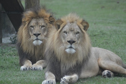 Lion Country Safari in Loxahatchee, FL