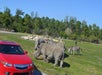 Lion Country Safari in Loxahatchee, FL