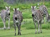 Lion Country Safari in Loxahatchee, FL