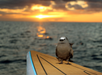A bird spotted during the Luxury Sunset Dolphin Watch & Snorkeling Cruise