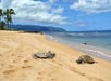 Turtle on the Beach