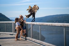 Malahat Skywalk  in Malahat, British Columbia