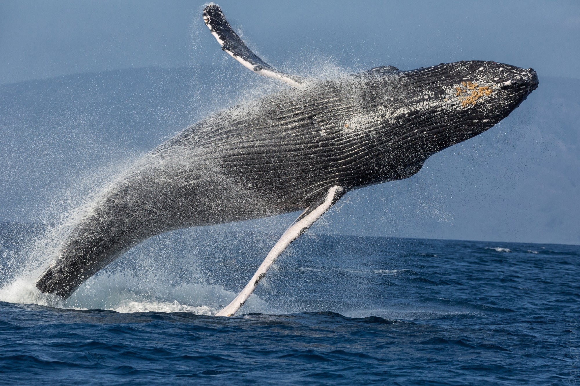 A humpback whale breaching out of the ocean, surrounded by splashing water, with a distant view of a mountain under a blue sky.