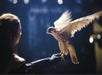 A hawk flies back to the handler
