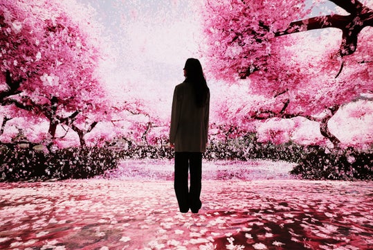 A person stands under blossoming pink cherry trees, surrounded by falling petals.