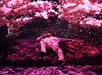 A person lounges on a bench beneath vibrant, digital pink and purple floral projections on a dark background.