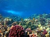 Colorful coral reef with tropical fish underwater.