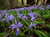 A dense patch of purple wildflowers with green leaves grows on a forest floor, with trees and a fallen log in the background.