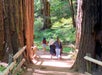 Three people, one pushing a stroller, walk along a paved trail through a forest of tall redwood trees bordered by wooden railings.