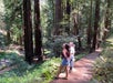 Two people walk on a forest trail surrounded by tall redwood trees and lush green ferns, looking upward at the trees.