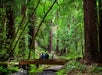 A group of people standing a wooden bridge in the middle of the Redwoods in the Muir Wood National Monument,