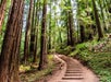 Muir Woods Redwood Forest and Sausalito Tour from San Francisco, California