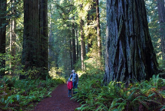 A man and a child walk along a path surrounded by tall trees and ferns in a forest.