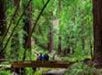 Dense green forest with a narrow wooden bridge crossing over a lush area.
