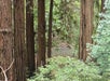 Tall redwood trees with green foliage in the foreground frame a small stream running through a forested area in the background.