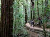 Muir Woods & Wine Country Day Tour in San Francisco , California