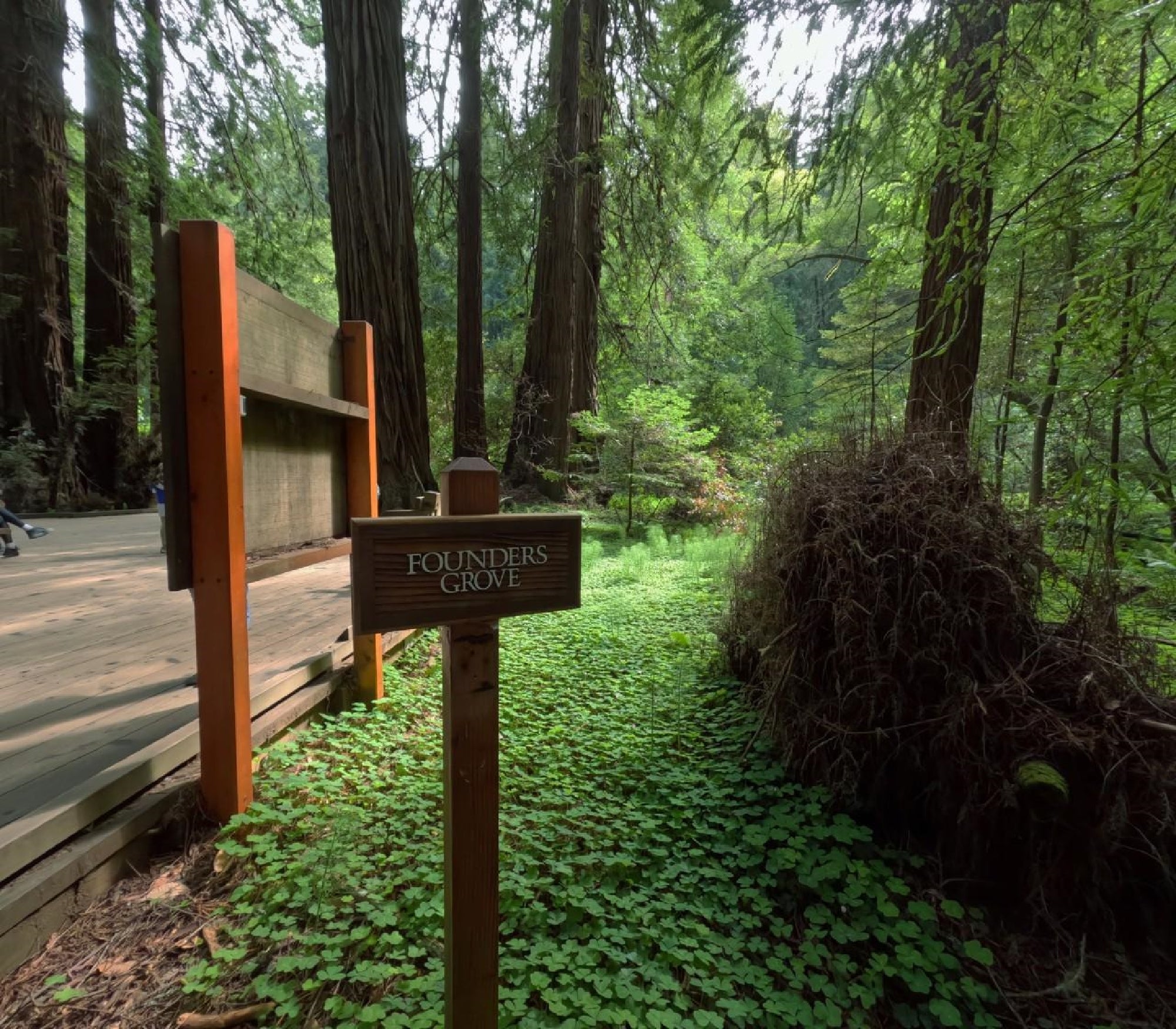 Walking through the serene Founders Grove, Muir Woods.
