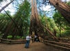 Standing among towering ancient redwoods in Muir Woods.
