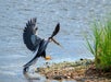 A large bird with outstretched wings lands on a rocky shoreline near water and green grass.