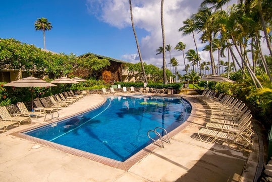 Beachfront outdoor pool surrounded by sun loungers and trees.