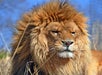 National Tiger Sanctuary in Saddlebrooke, Missouri