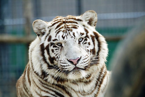 National Tiger Sanctuary in Saddlebrooke, Missouri