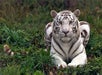 National Tiger Sanctuary in Saddlebrooke, Missouri