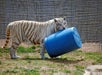 Barrel of fun