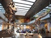 Dinosaur skeletons displayed in a well-lit museum hall with visitors observing them.