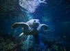 Myrtle the Green Sea Turtle