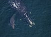 North Atlantic Right Whale
