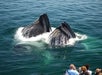 Up-close photo of Whale in New England Aquarium Whale Watch Cruise