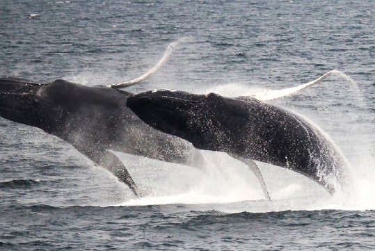Up-close photo of Whale in New England Aquarium Whale Watch Cruise