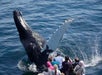 Guests watching the whale up close and taking a photo