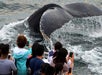 Guests taking a photo of the whale