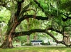 Large, sprawling oak tree with thick, twisted branches over a park bench and statue, surrounded by lush green grass and other trees.