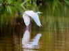 A white egret flies low over calm water, with its wings spread and its reflection visible on the surface. Green foliage is blurred in the background.