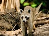 A raccoon stands on the ground in a natural outdoor setting, surrounded by dried leaves and soil.