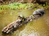 A turtle and an alligator rest on a large log floating in a swampy body of water surrounded by vegetation.