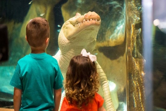Two children stand in front of an aquarium tank, looking at a large albino alligator inside.