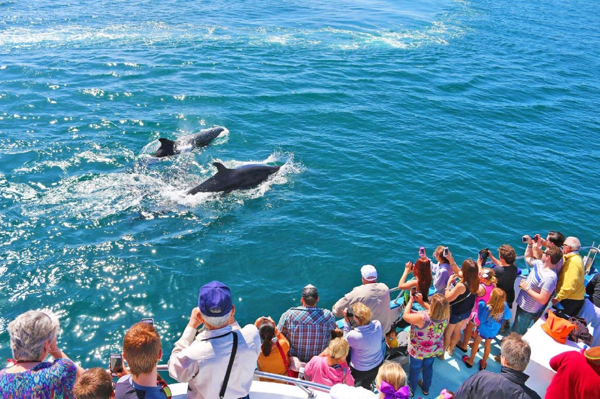 A group of people on a boat watch and take photos of three dolphins swimming near the surface of clear blue water.
