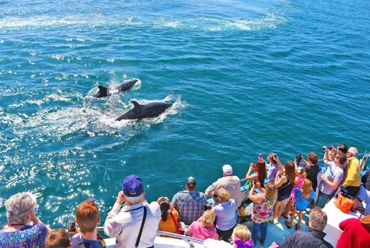 A group of people on a boat watch and take photos of three dolphins swimming near the surface of clear blue water.