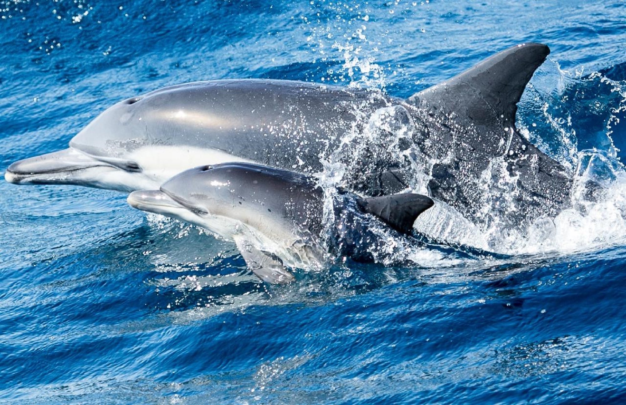 Two dolphins swim close together at the ocean surface, partially emerging from the water with splashes around them.