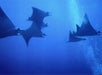 Manta rays feeding in the Pacific Ocean off the Big Island.