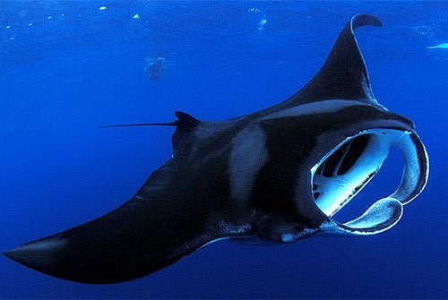A manta ray in the Pacific Ocean off the Big Island at nighttime.