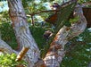 A person climbs a ladder to a zipline platform in a large tree surrounded by lush greenery.