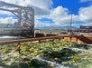 Pineapples undergoing a washing process in an industrial setting, with machinery and a mountainous landscape in the background.