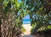 View of a sandy beach and blue ocean through a gap in lush green foliage.