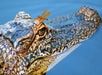 An alligator with a dragonfly at Cajun Pride Swamp Tours in New Orleans, Louisiana.